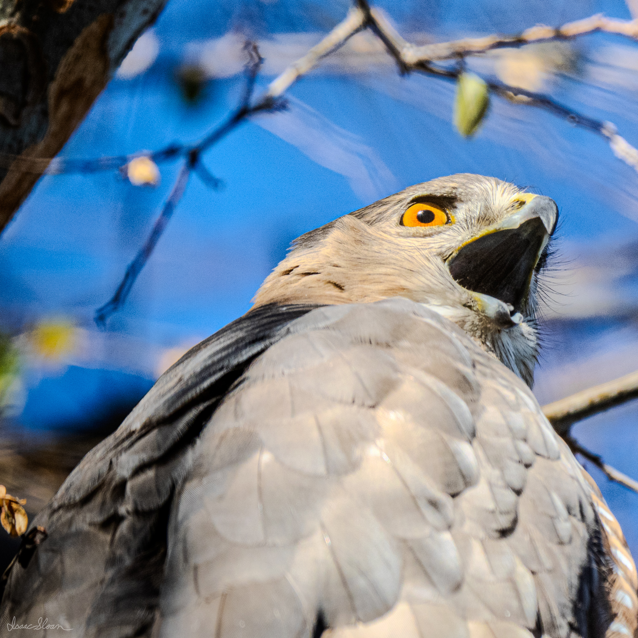 Cooper’s Hawk