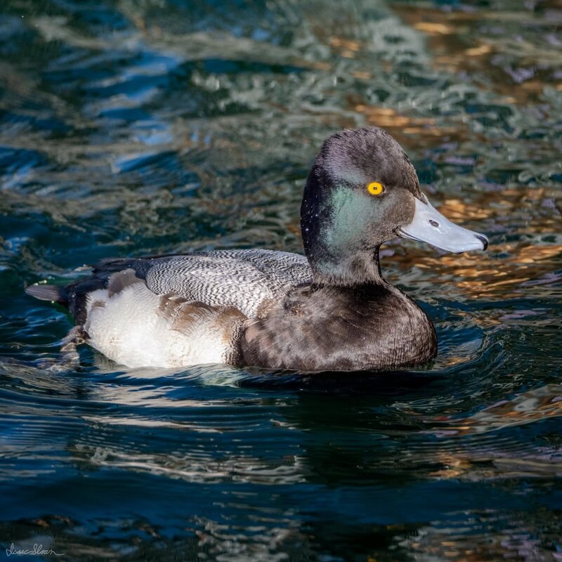 Duck in Blue Water