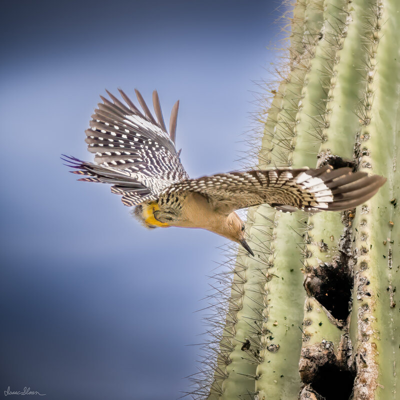 Chestnut-sided Warbler