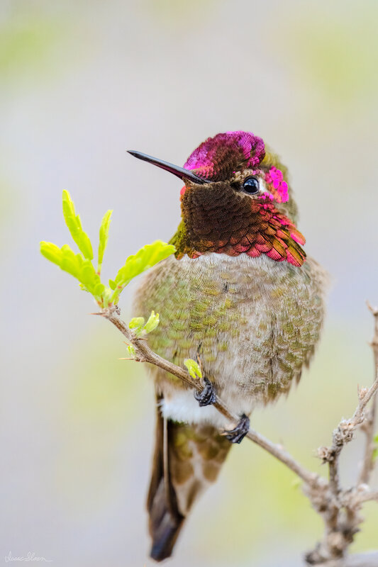 Jeweled Anna’s Hummingbird