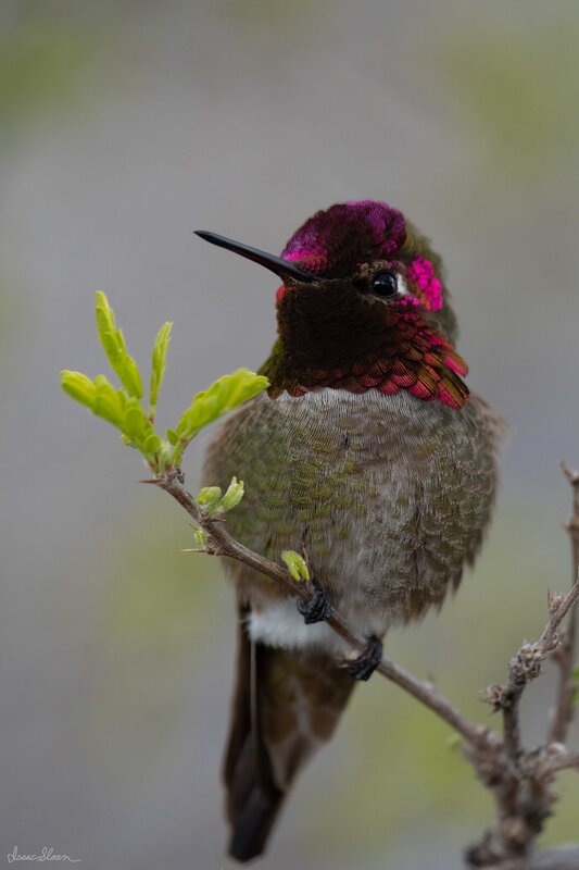 Anna’s Hummingbird in Spring