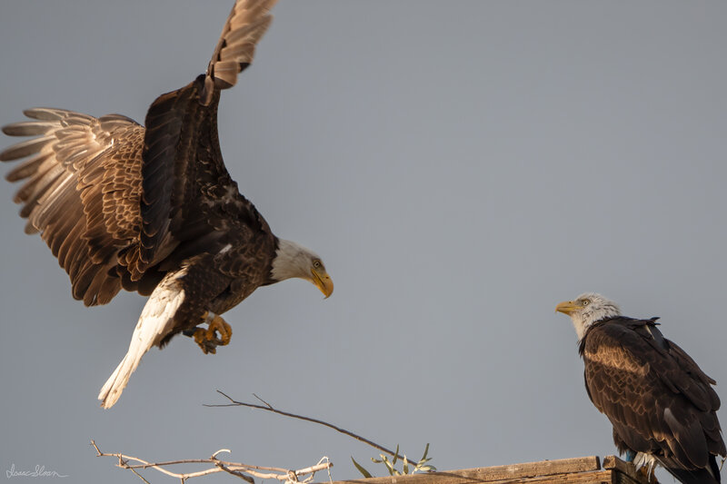 Eagles at the Nest
