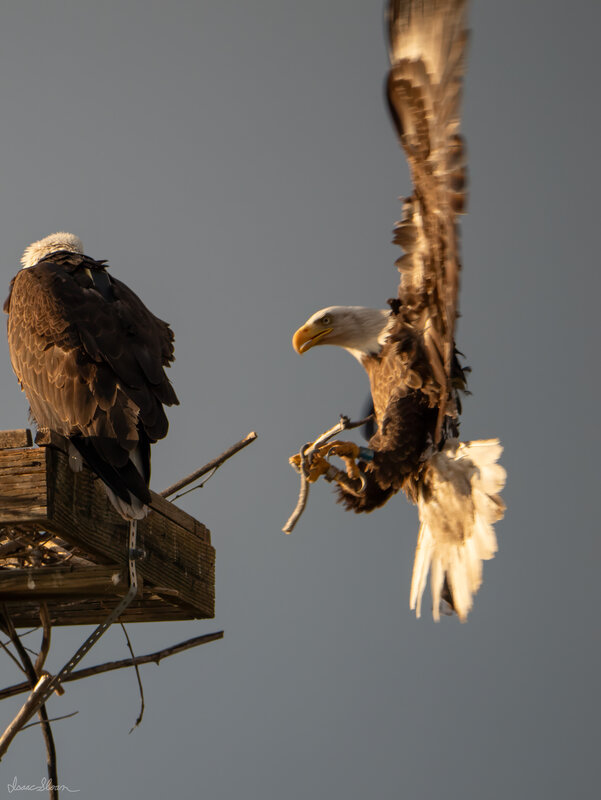 Return to the Roost