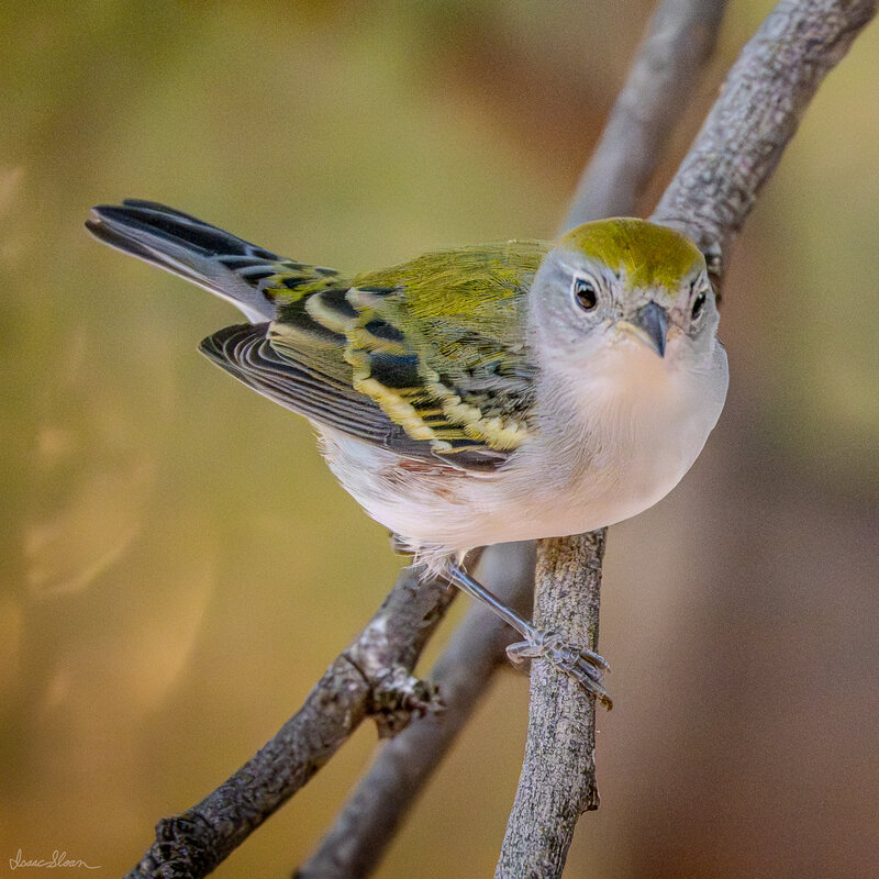 Gila Woodpecker Takes Flight