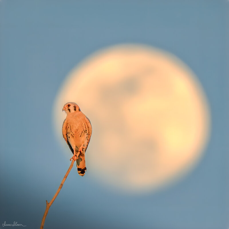Kestrel and the Moon