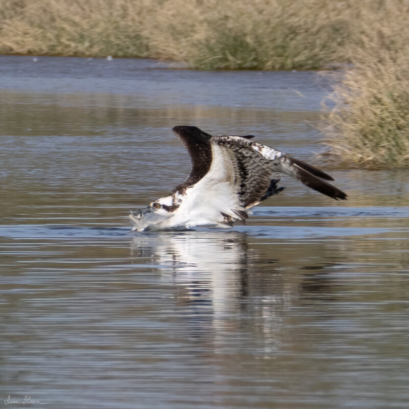 Osprey at the Water