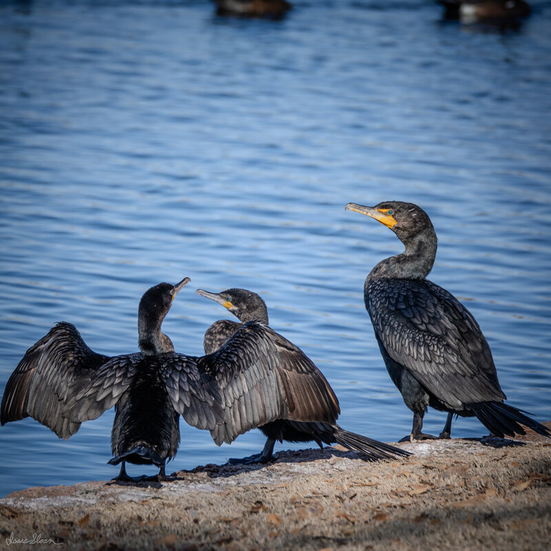 Cormorants on the Bank