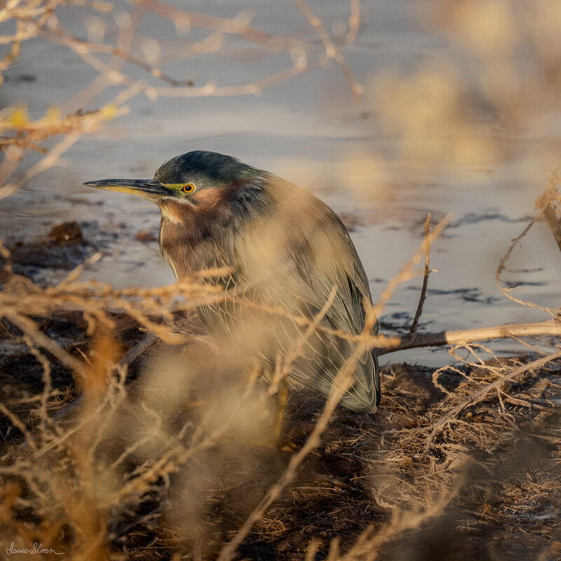 Green Heron at Golden Hour