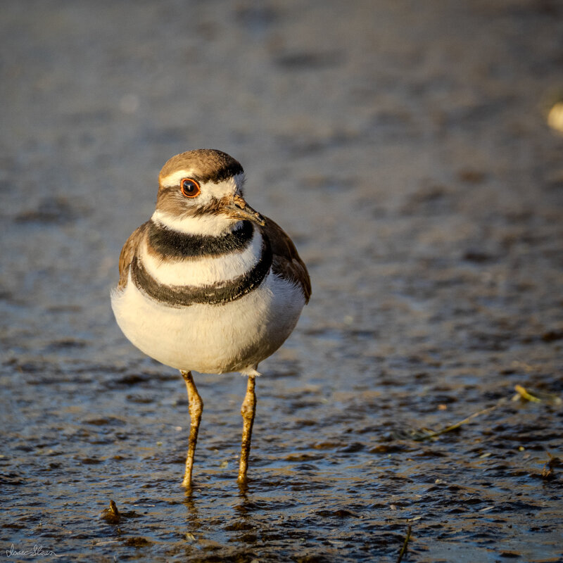 Killdeer on the Mudflat