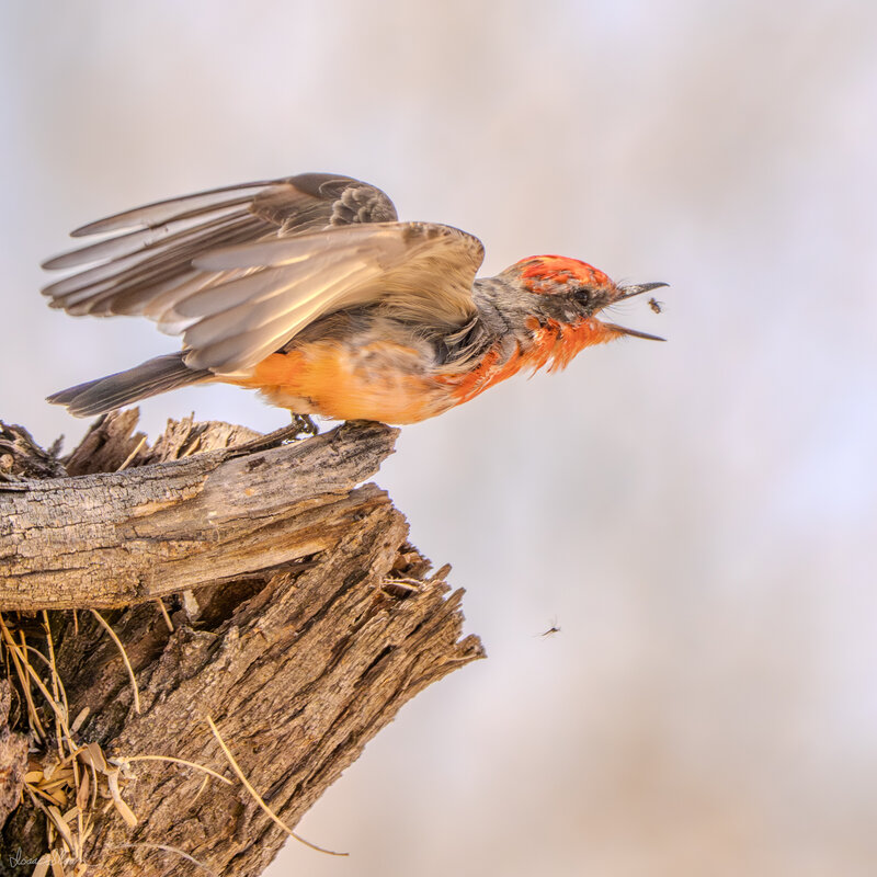 Vermilion Catches a Meal