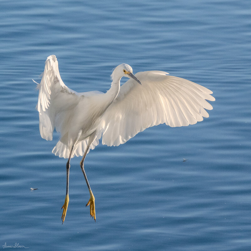 Snowy Egret Landing