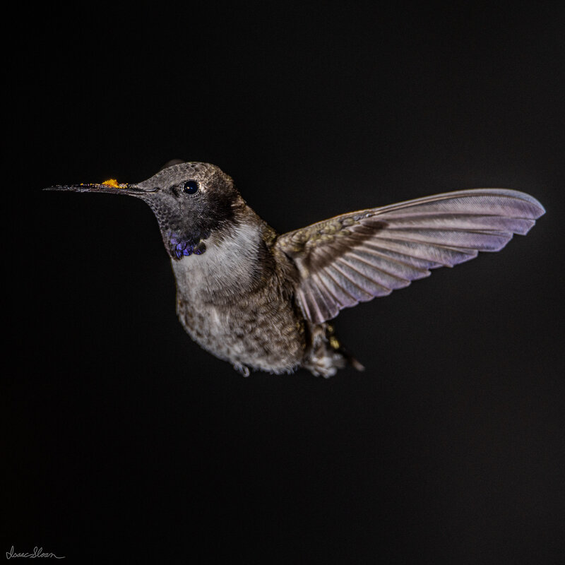 Black-chinned with Pollen