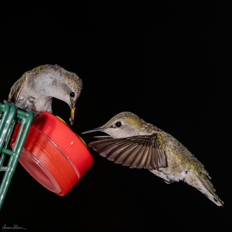 Hummingbirds at the Feeder