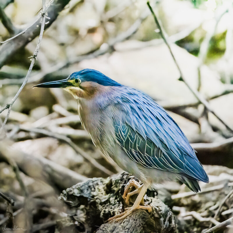 Green Heron in the Thicket