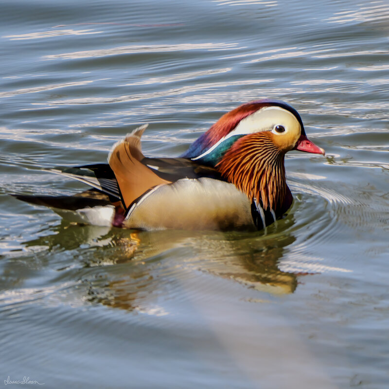 Mandarin on the Water